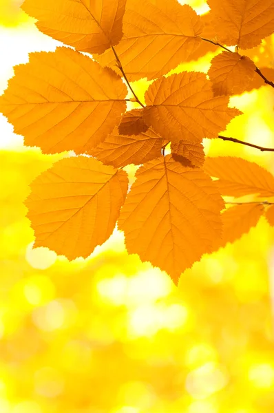 stock image Autumn leaves