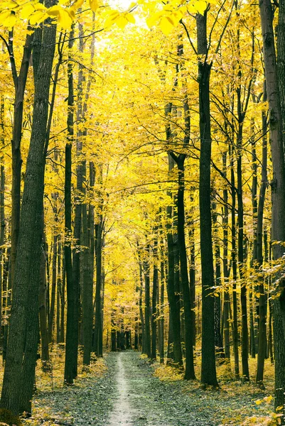 Autumn forest — Stock Photo, Image