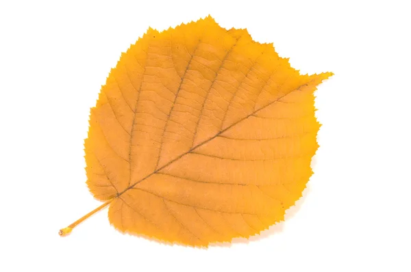 stock image Autumn leaf