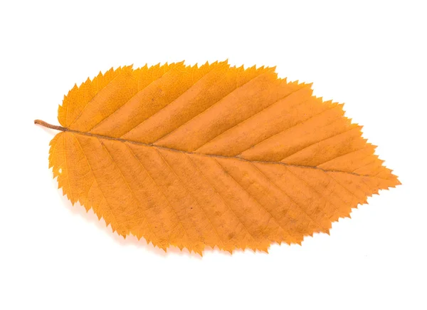 stock image Autumn leaf