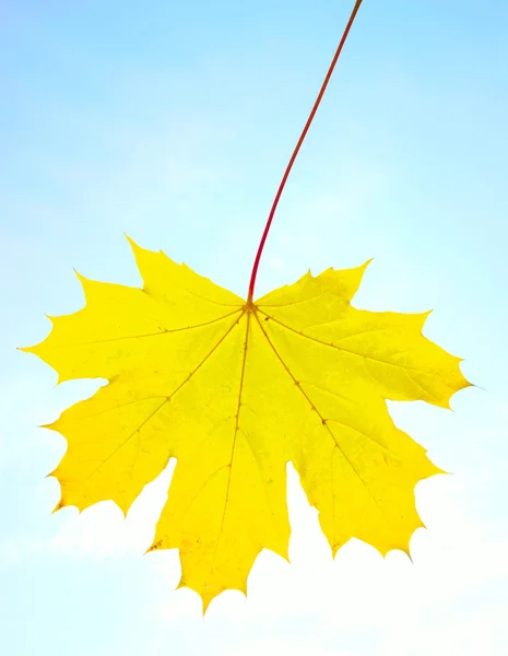 stock image Autumn leaves