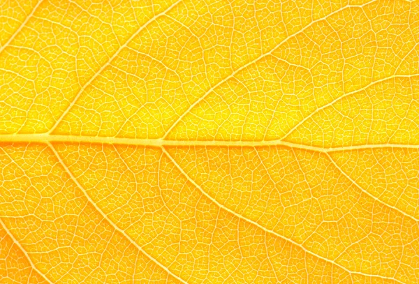 stock image Leaf texture