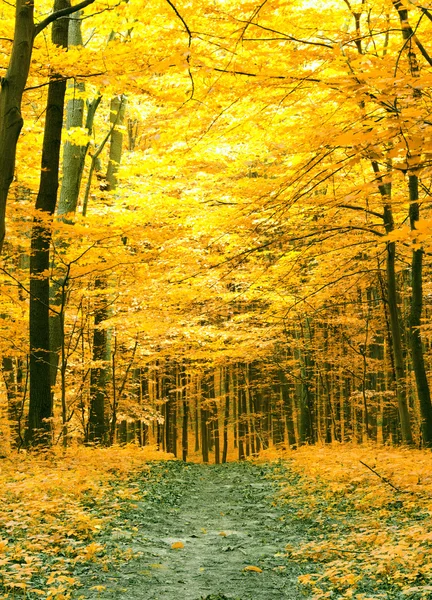 秋の木々 — ストック写真
