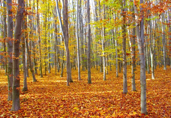 stock image Autumn trees