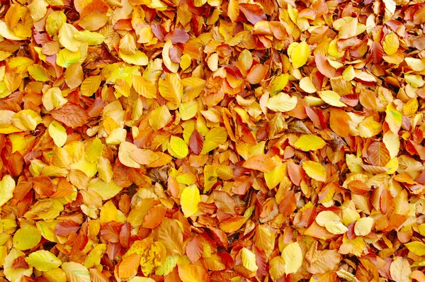 Upadłe liście jesienne — Zdjęcie stockowe