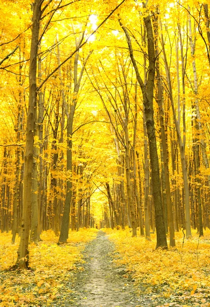 秋天的森林 — 图库照片