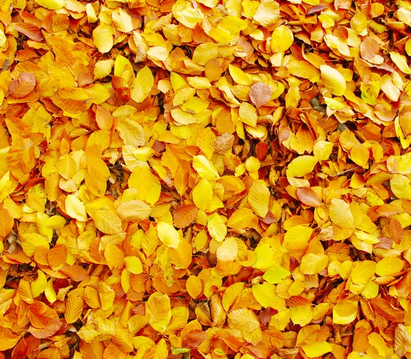 Падшие осенние листья — стоковое фото