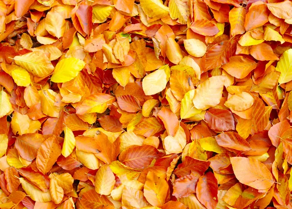 Hojas caídas de otoño —  Fotos de Stock
