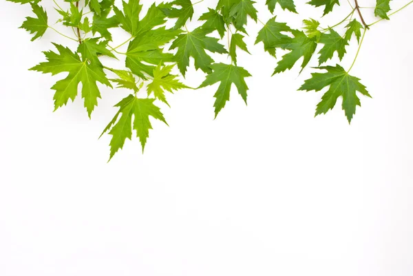 Maple green leaves — Stock Photo, Image