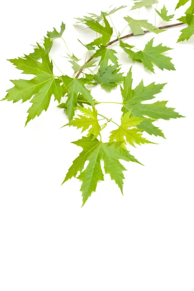Maple groene bladeren — Stockfoto
