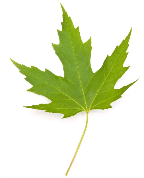 Maple leaf elszigetelt fehér background — Stock Fotó