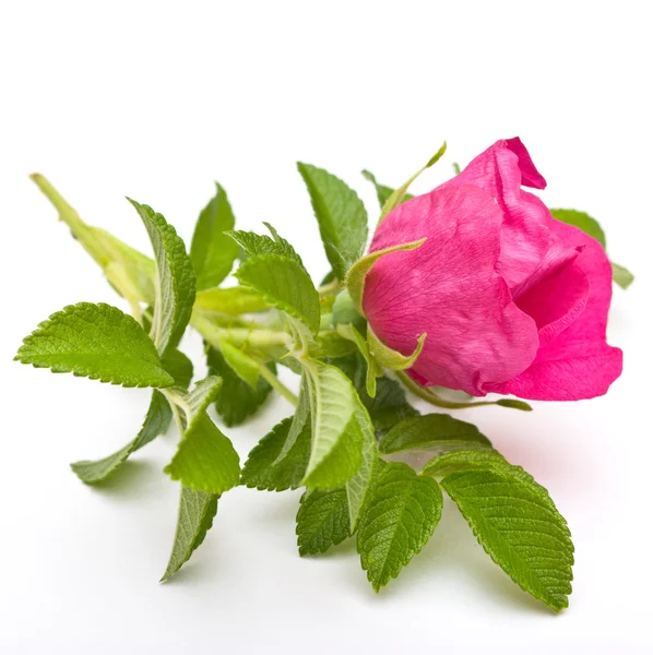 Beautiful tea rose on a white background. — Stock Photo, Image