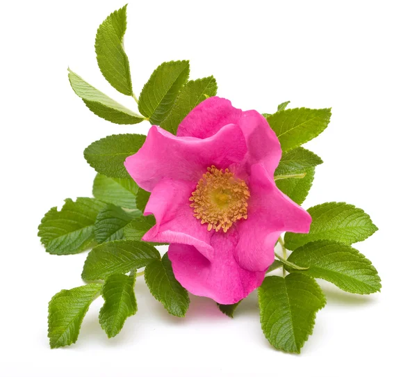 stock image Beautiful tea rose on a white background.