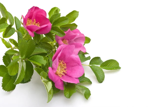 Krásné čajové růže na bílém pozadí. — Stock fotografie