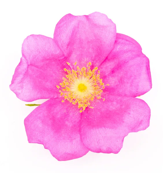Beautiful tea rose on a white background. — Stock Photo, Image