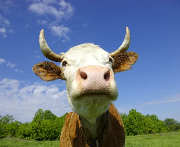 Корова в поле смотрит на тебя — стоковое фото