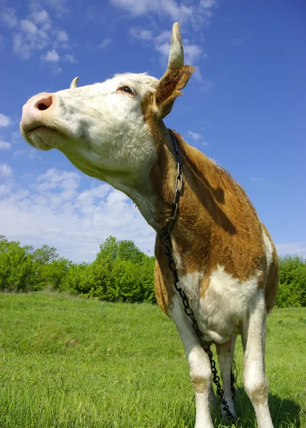 Kráva na poli se na tebe dívá — Stock fotografie