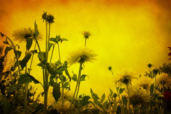 Grunge květiny — Stock fotografie