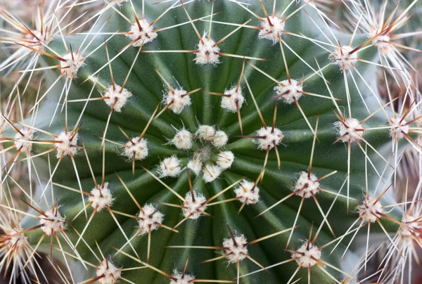 stock image Cactus