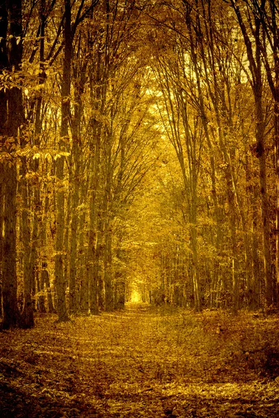 Vintage forest photo — Stock Photo, Image