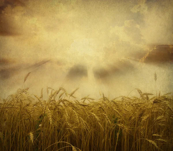 Ears of wheat — Stock Photo, Image
