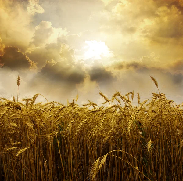 Campo de trigo al atardecer — Foto de Stock