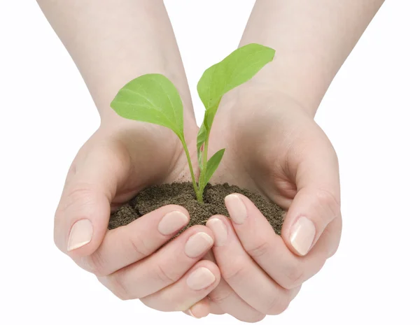 Hands and plant Royalty Free Stock Images