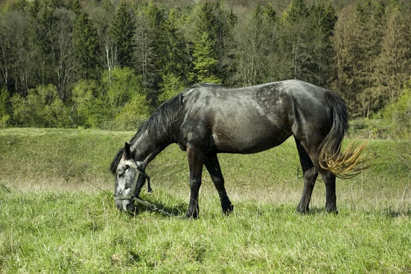 Koń w pole trawa — Zdjęcie stockowe