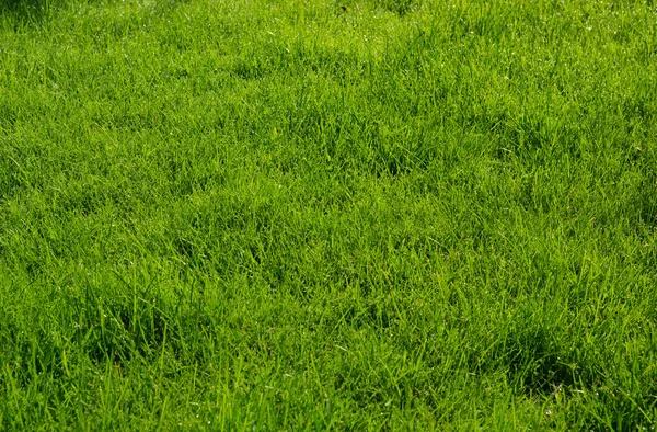 Textura verde de hierba — Foto de Stock