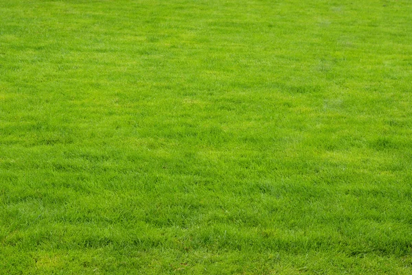 Stock image Green texture of grass