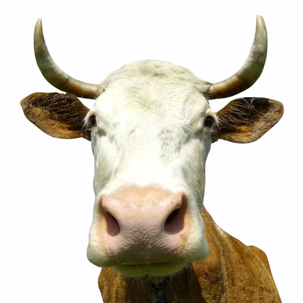 Krowa patrzy na Ciebie — Zdjęcie stockowe