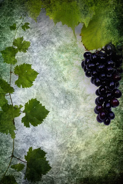 Şarap etiket arka plan — Stok fotoğraf
