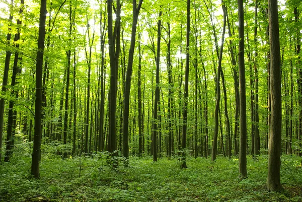 Skog — Stockfoto