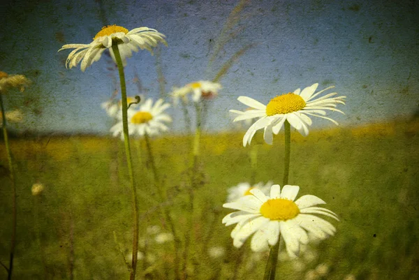 Grunge-Feld mit Gänseblümchen-Blumen — Stockfoto
