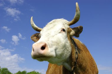 Cow in the field looking at you clipart