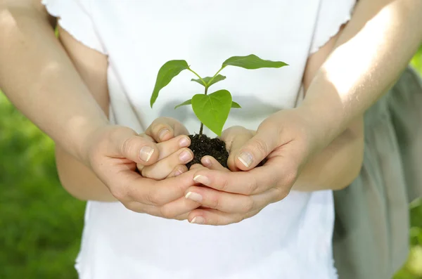 Girl with plant — Stock Photo, Image