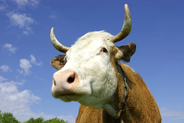 Koe in het veld kijkt naar je — Stockfoto