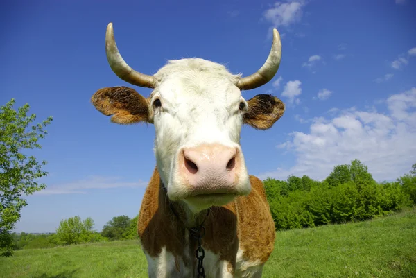 Kráva na poli se na tebe dívá — Stock fotografie