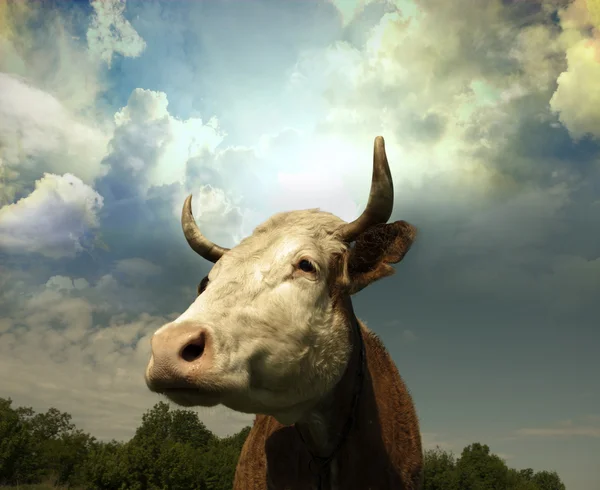 Krowa na polu patrzy na ciebie — Zdjęcie stockowe