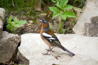 kuş finch