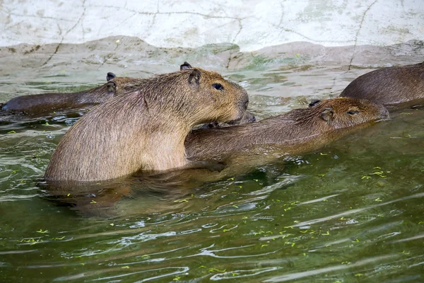 Kapybary a láska — Stock fotografie