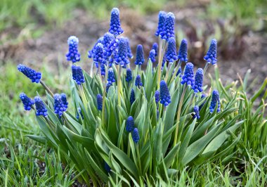 Muscari