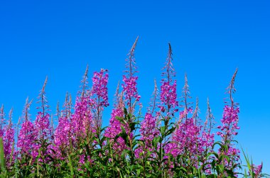 Purple Alpine Fireweed clipart