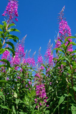 Mor Alp fireweed