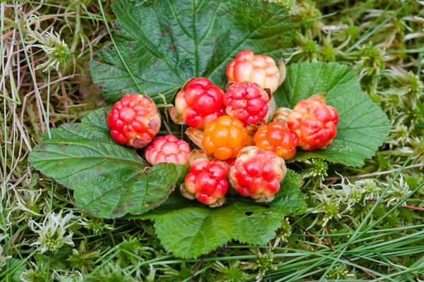 Cloud berries on a bog close up in summer — Stock Photo, Image