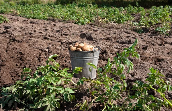 ジャガイモの収穫 — ストック写真