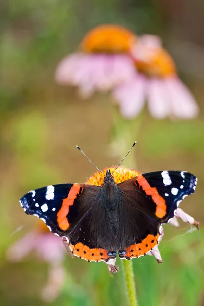 Butterfly on a flower Stock Image