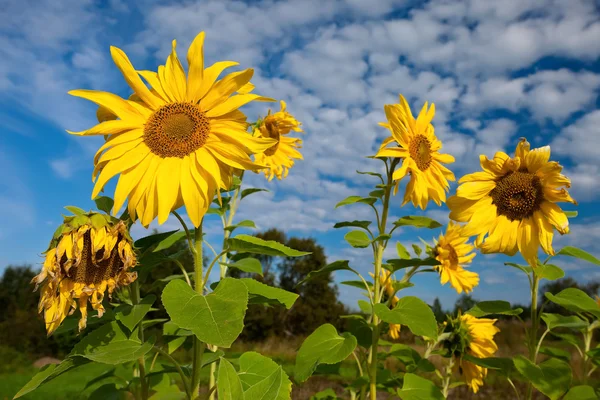 Sonnenblumen über wolkenlosem blauem Himmel — Stockfoto