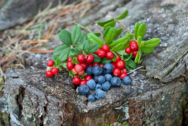 Wild berries