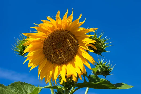 Detail slunečnice na pozadí modré oblohy — Stock fotografie